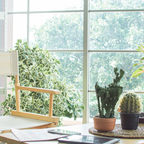 Plantas que Devem Ser Mantidas em Casa para Atrair Boas Energias e Prosperidade